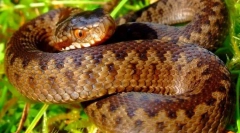 Stock foto snake vijuki: otrovni stanovnik šuma